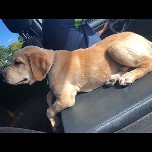 Meet your Posher, Triana